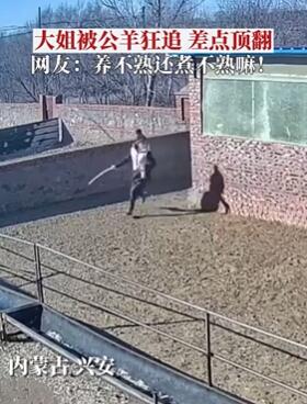 内蒙古一养羊大姐在羊圈被公羊狂追